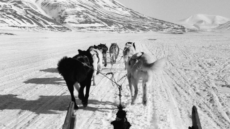 Team of sleddogs pulling a sled across a snow-covered Arctic plain