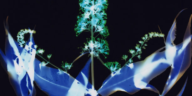 Experimental photograph of a flowering plant in luminescent blue-green colours
