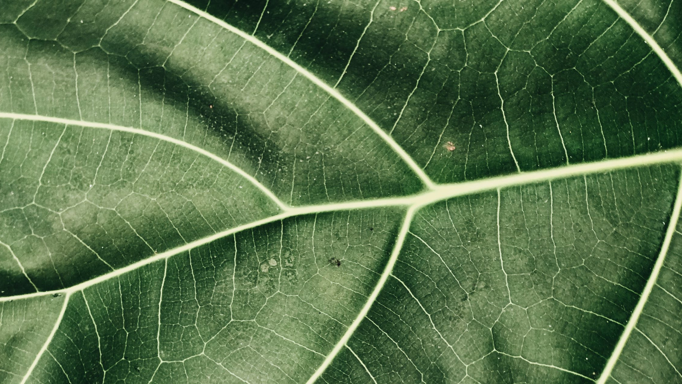 Close-up of a leaf, revealing its texture and veins