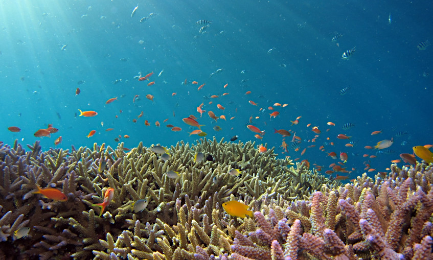 Photo of a coral reef and a school of fishes