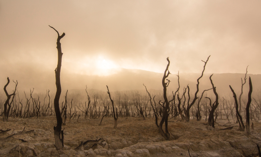 Desert landscape with dried-up ground and dead trees