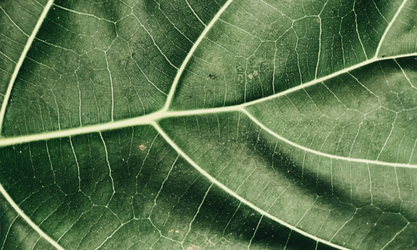 Close-up of a leaf, revealing its texture and veins