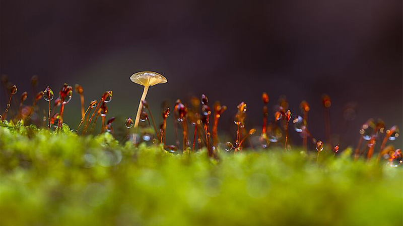 Close-up shot of moss from which a tiny mushroom is sprouting