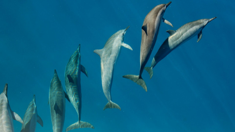 Underwater photograph of a group of dolphins